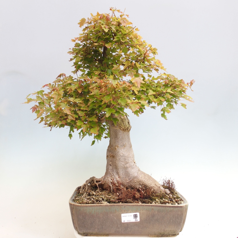 Bonsai für draußen - Acer Buergerianum - Bergahorn