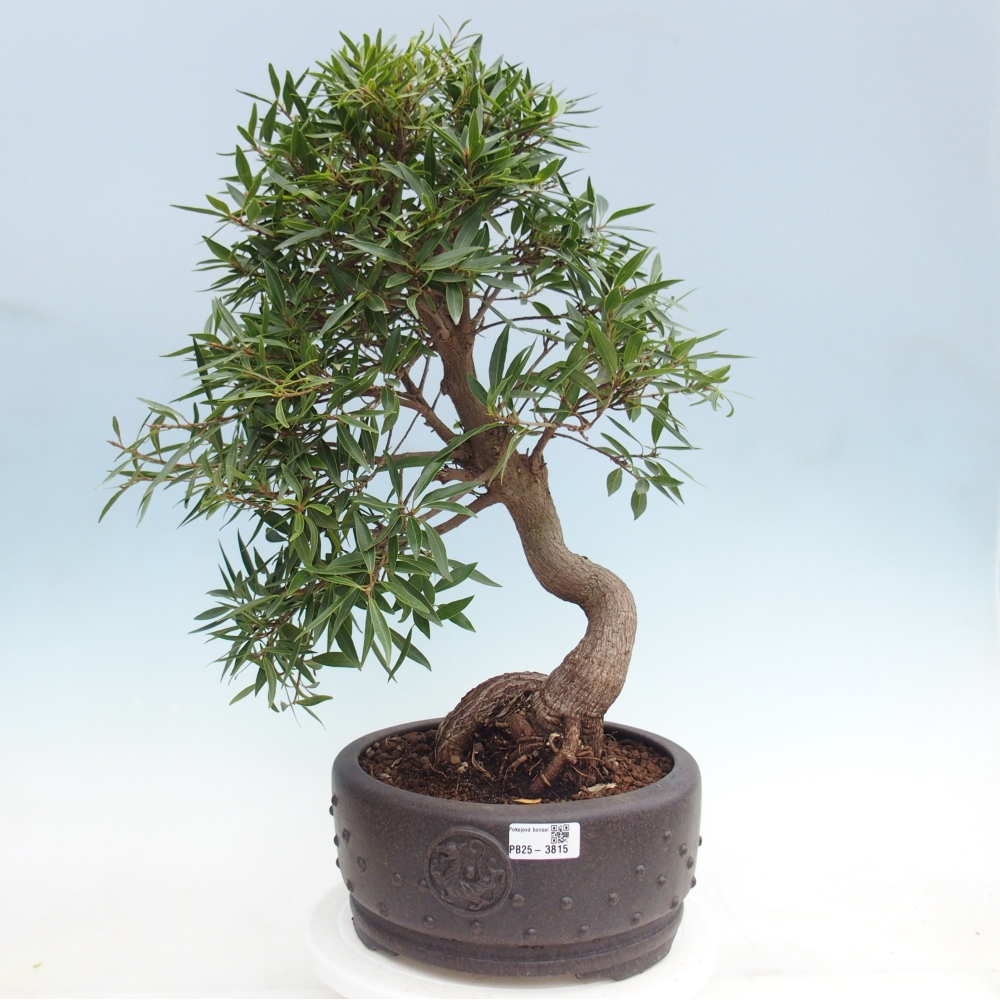 Zimmerbonsai - Ficus nerifolia - Kleinblättriger Ficus