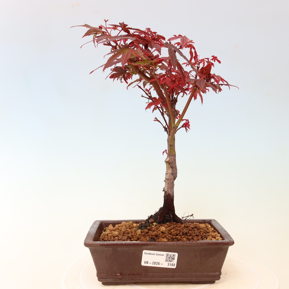 Bonsai für den Außenbereich – Palmenblättriger Ahorn – Acer palmatum „Berry Broom“ 