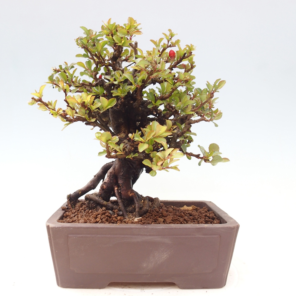 Bonsai für draußen - Chaneomeles speciosa - Quitte