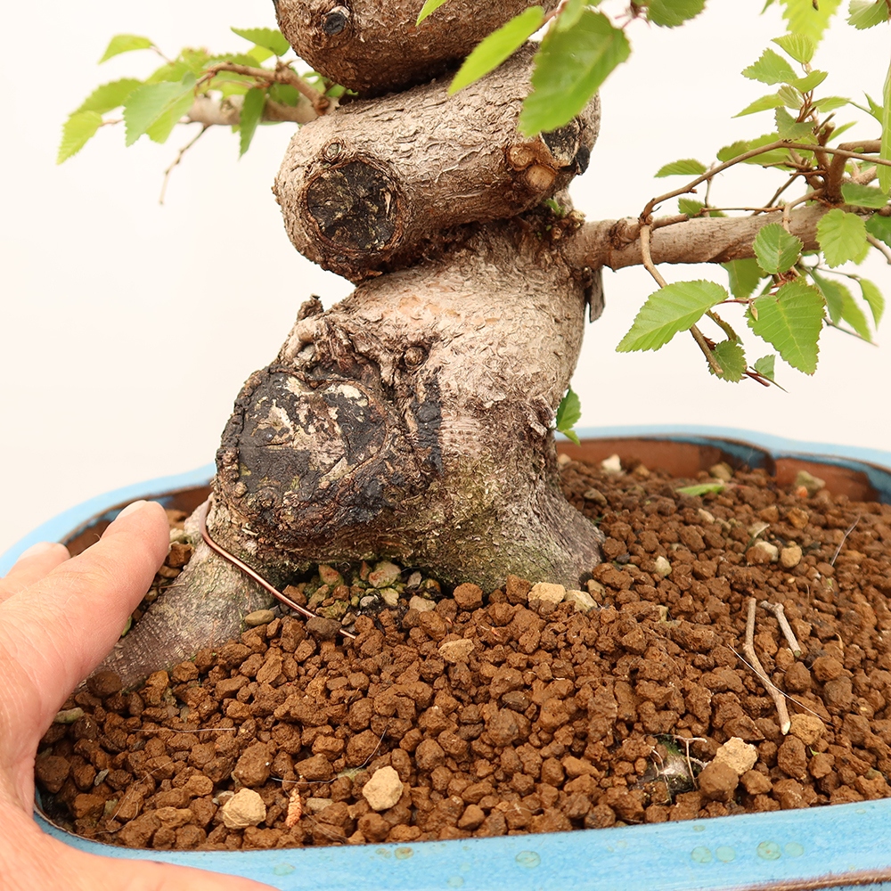 Bonsai für draußen - Karpinus Coreana - Koreanische Hainbuche