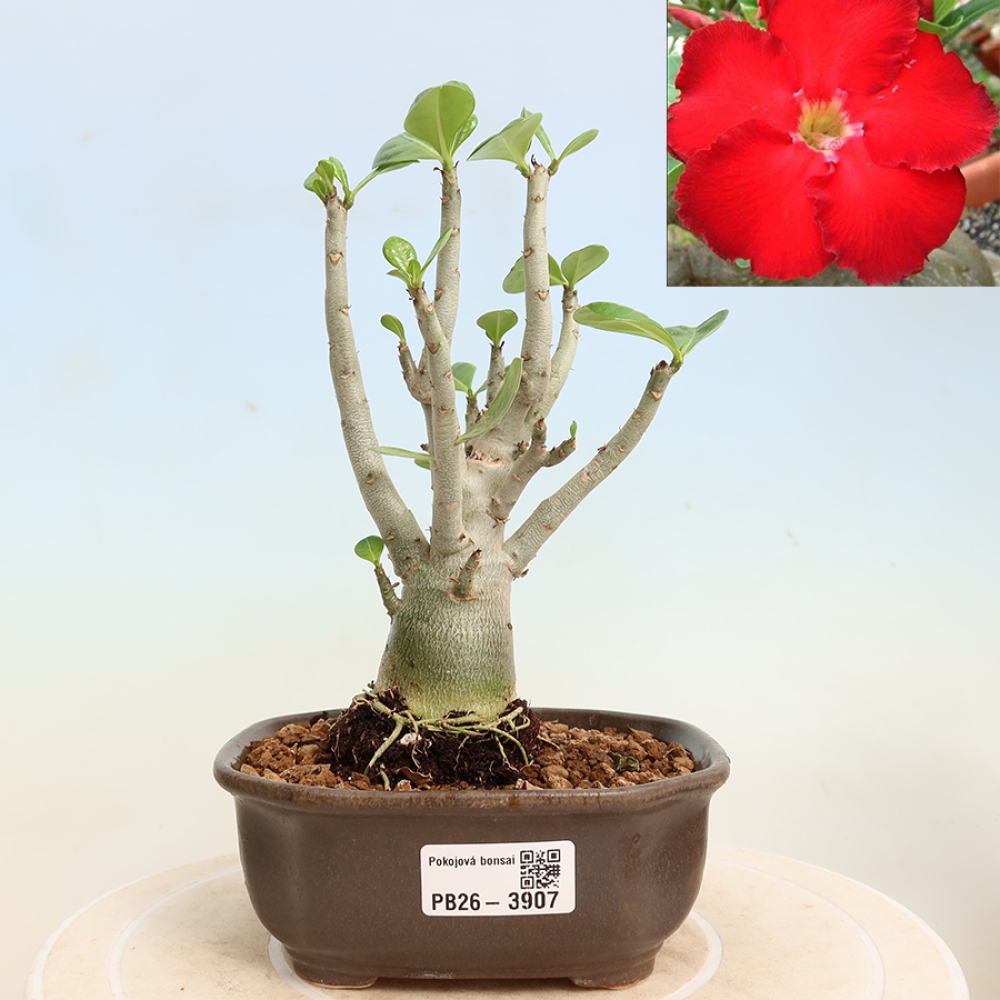 Zimmerbonsai – Adenium obesum „Red Star“ – Wüstenrose