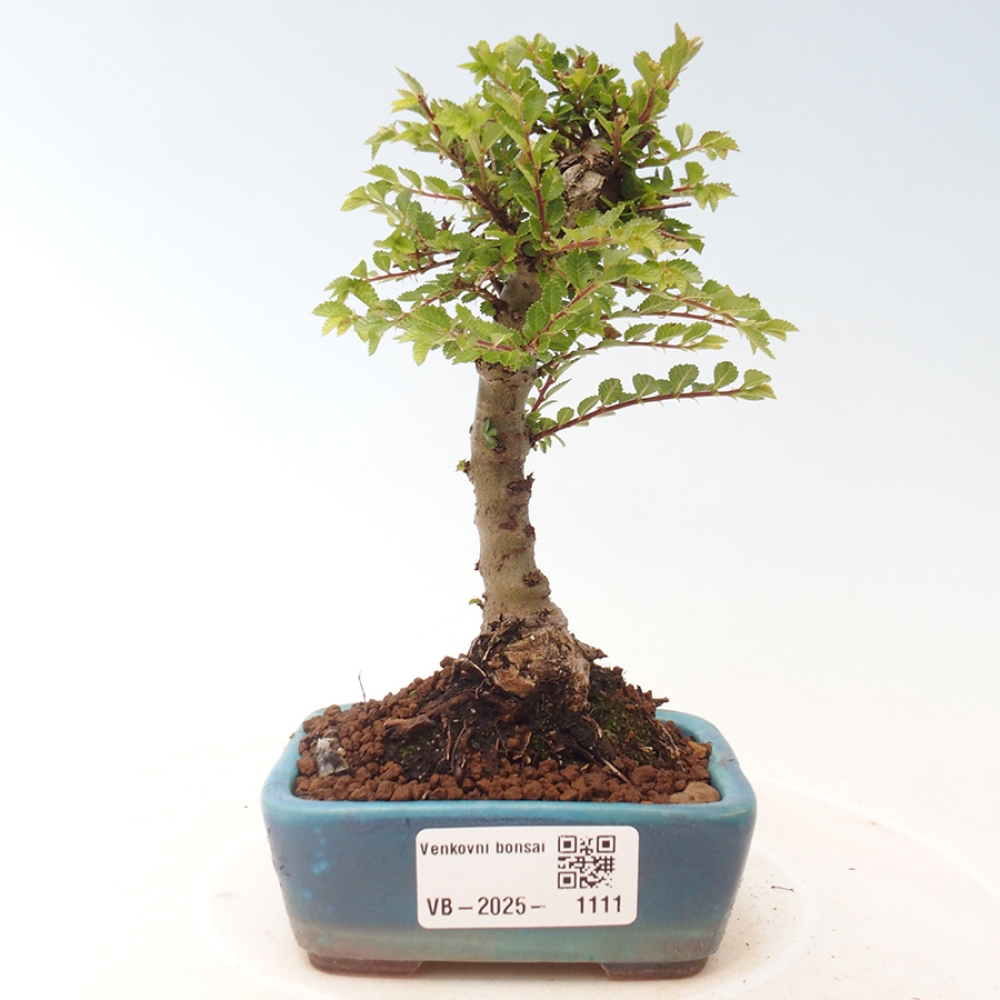 Bonsai für draußen - Ulmus parvifolia Sagei - Kleinblättrige Ulme