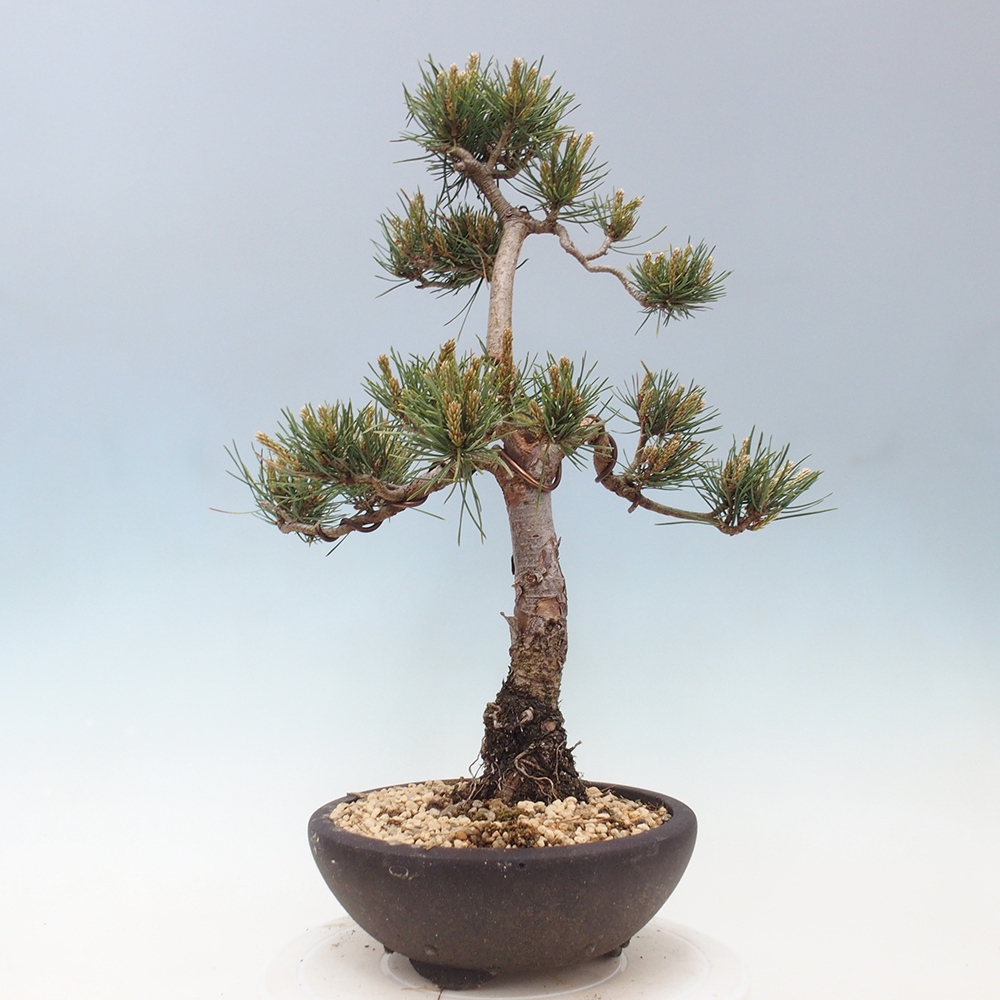 Bonsai für draußen - Pinus Sylvestris Watererri - Waldkiefer