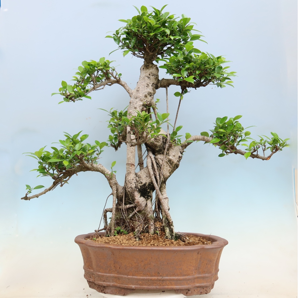 Zimmerbonsai - Ficus kimmen - Kleinblättriger Ficus