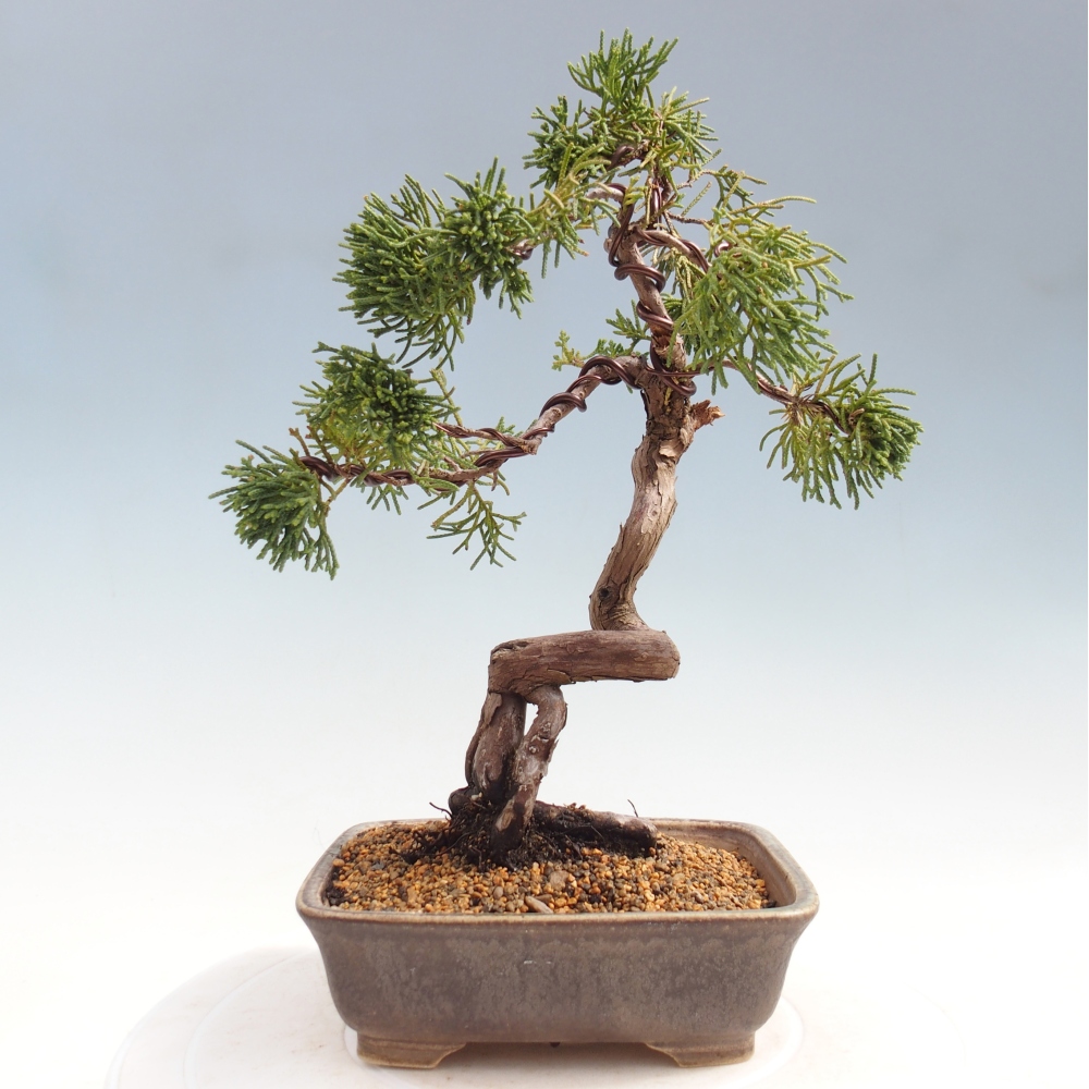 Bonsai für draußen - Juniperus chinensis Kishu