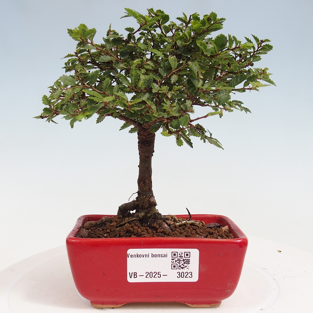 Bonsai für draußen - Ulmus parvifolia Sagei - Kleinblättrige Ulme