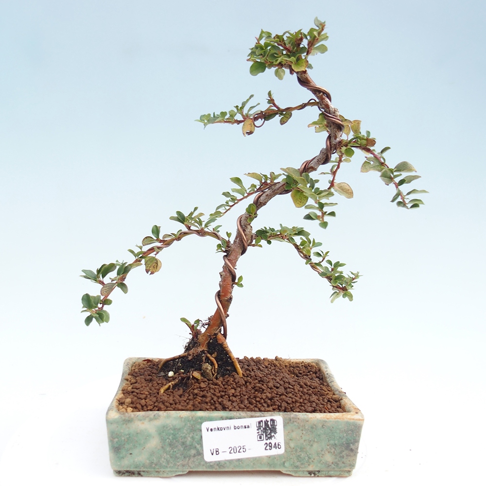 Bonsai für draußen - Cotoneaster horizontalis - Rocky Mountain