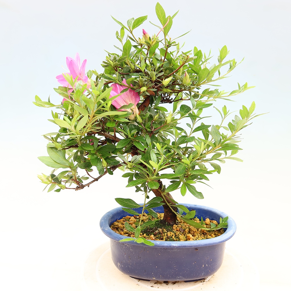 Bonsai für draußen - Japanische Azalee - Azalee Yoko