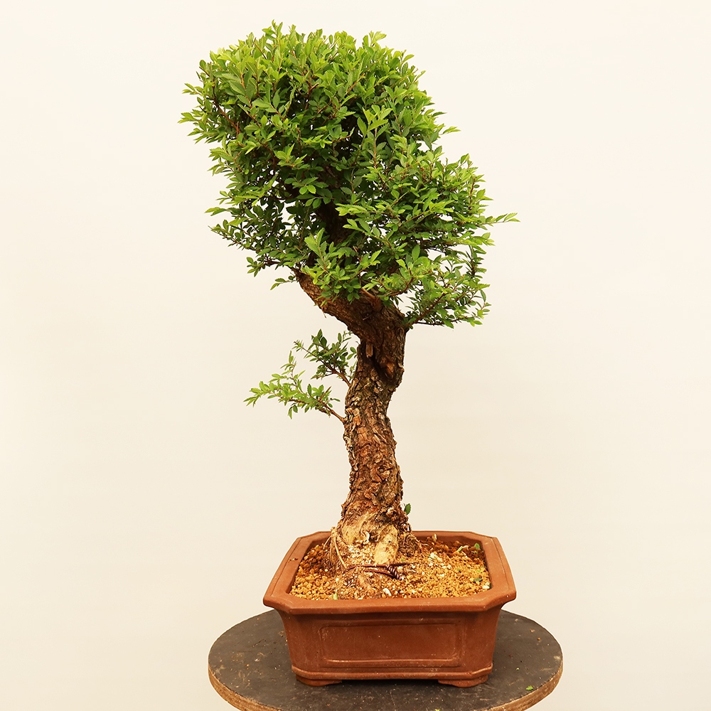 Bonsai für draußen - Zelkova - Zelkova NIRE