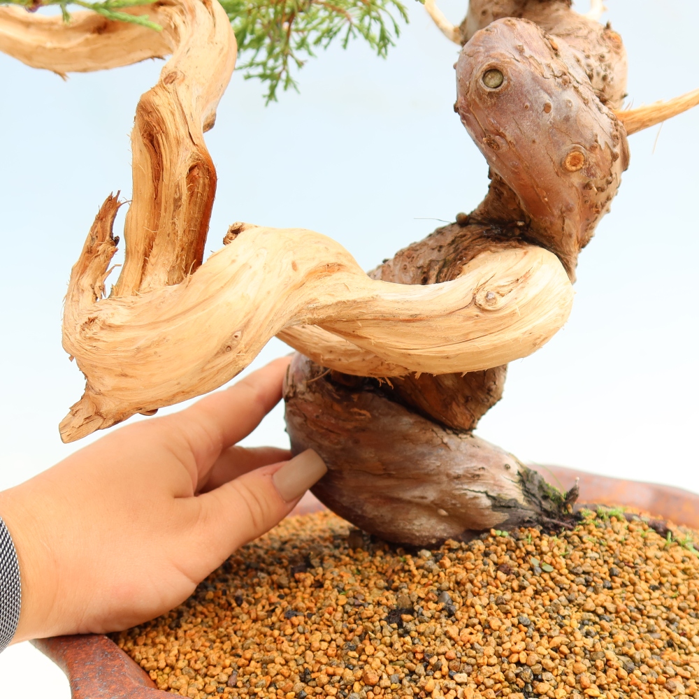 Bonsai für draußen - Juniperus chinensis Itoigawa-Juniperus chinensis