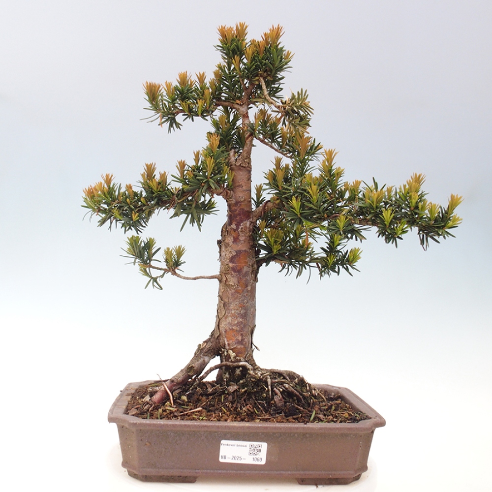 Bonsai für draußen - Taxus cuspidata - Japanische Eibe