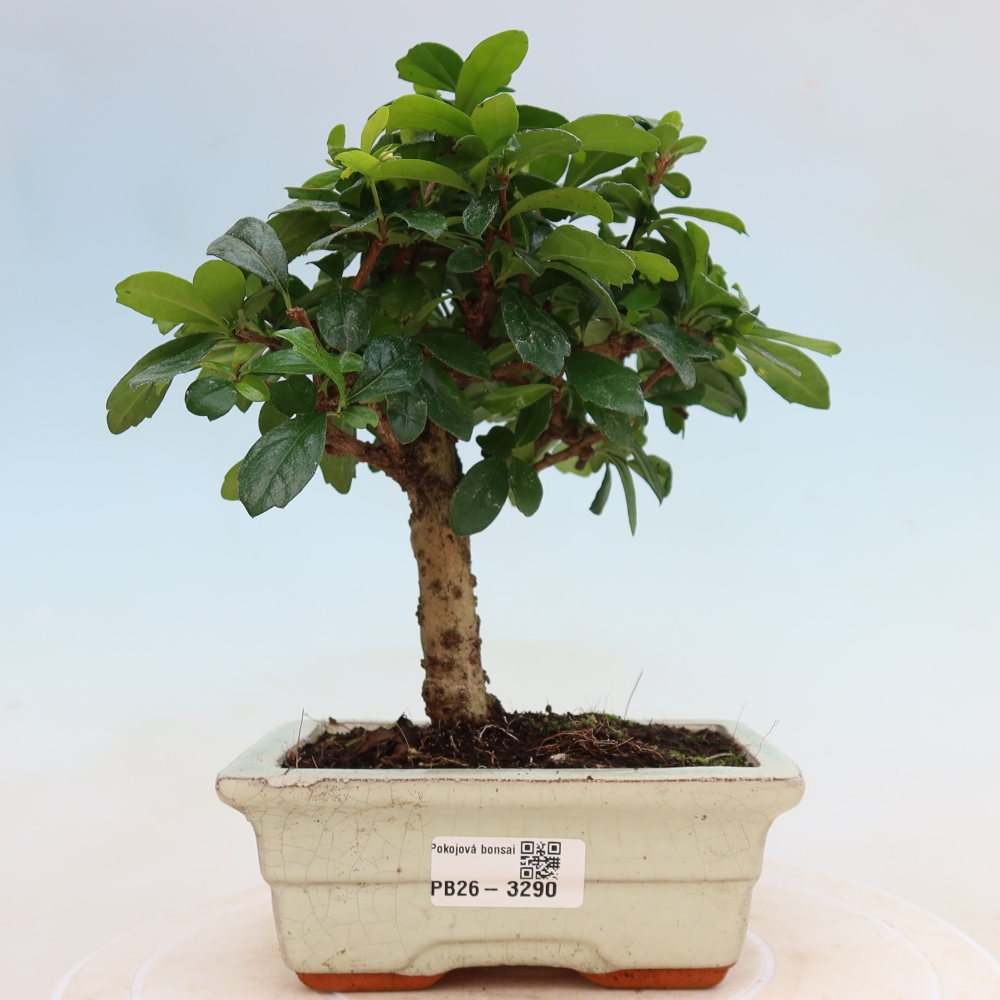 Zimmer-Bonsai - Carmona macrophylla - Tee-Fuki