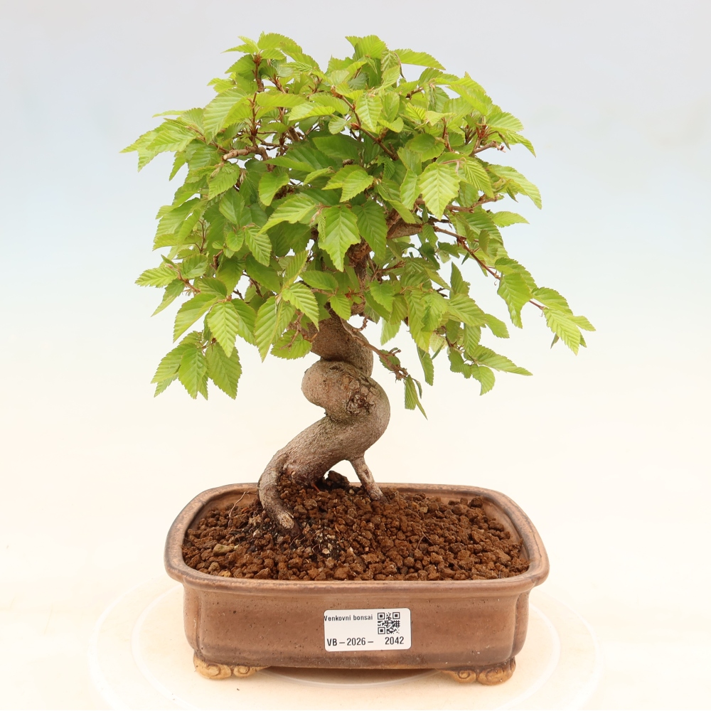 Bonsai für draußen - Karpinus Coreana - Koreanische Hainbuche