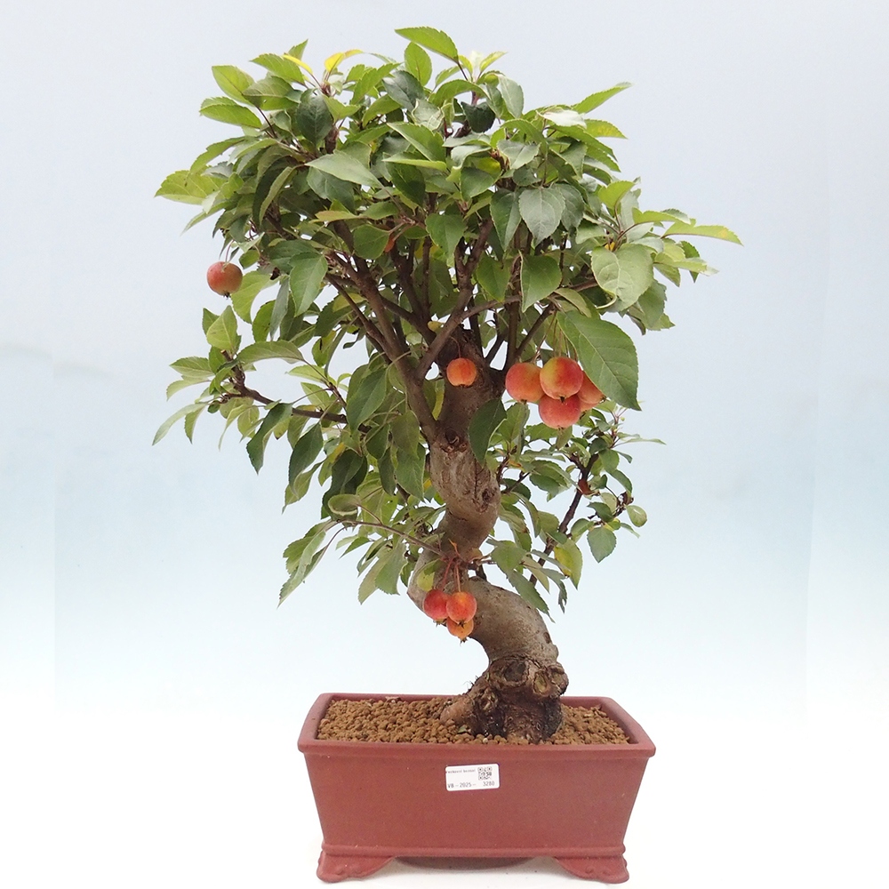 Outdoor-Bonsai -Malus halliana - Kleinfrüchtiger Apfelbaum