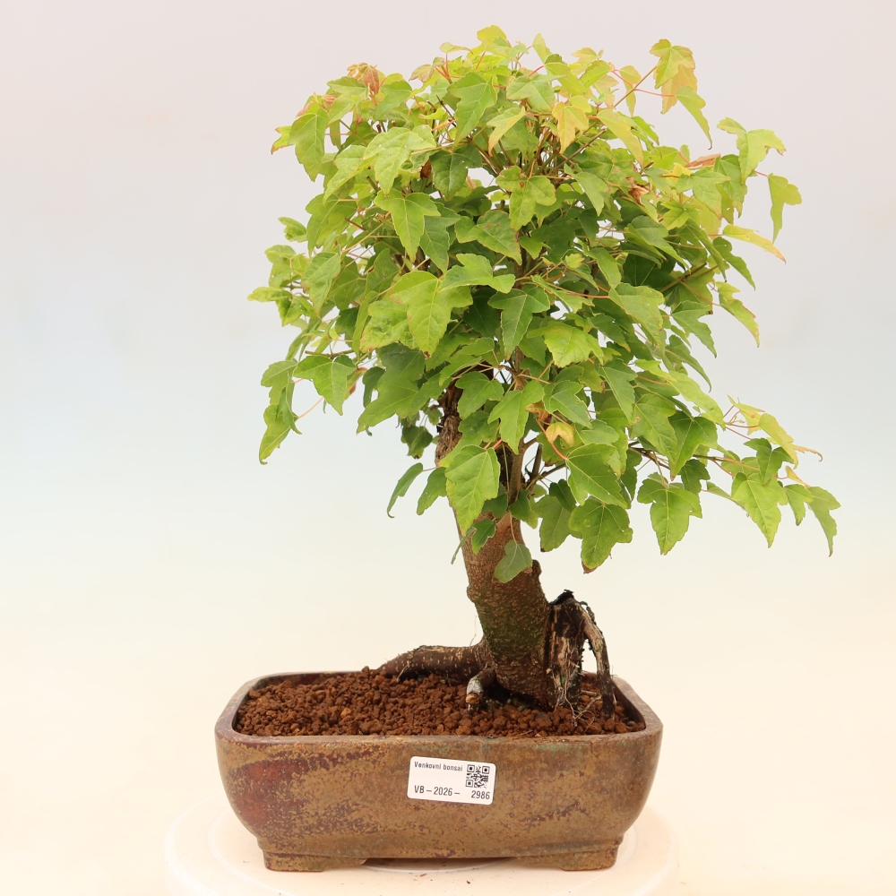 Bonsai für draußen - Ahorn Burger - Acer Burgerianum
