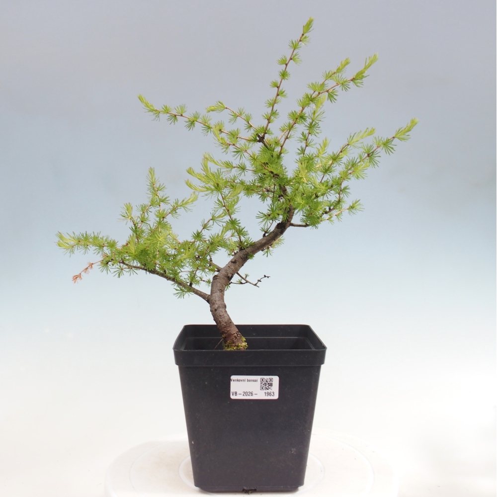 Bonsai für draußen -Larix decidua - Lärche