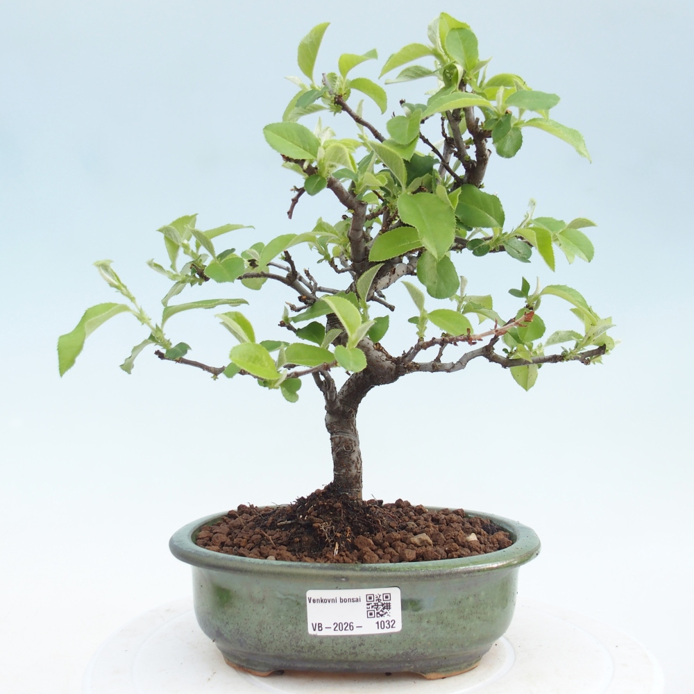 Bonsai für draußen - Chaneomeles chinensis