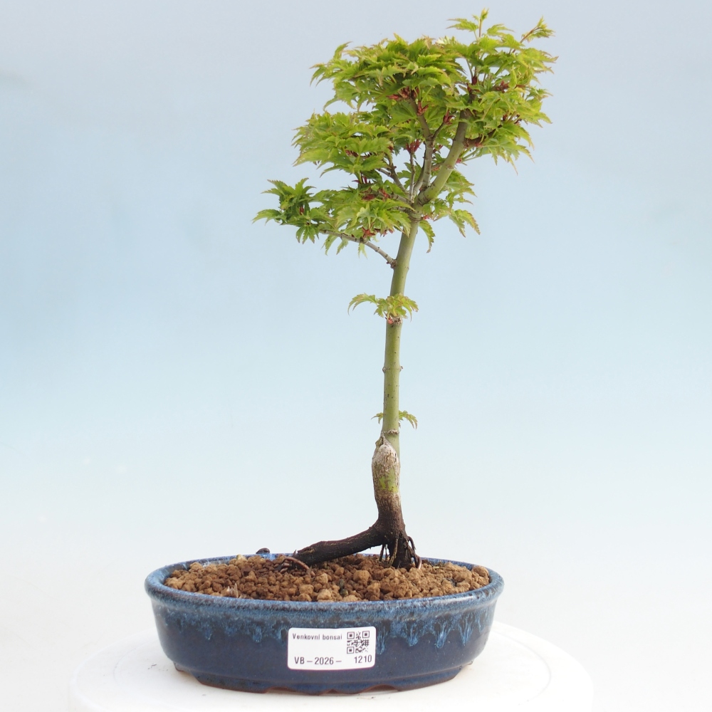 Bonsai für draußen -Javor-Palme Acer palmatum Shishigashira