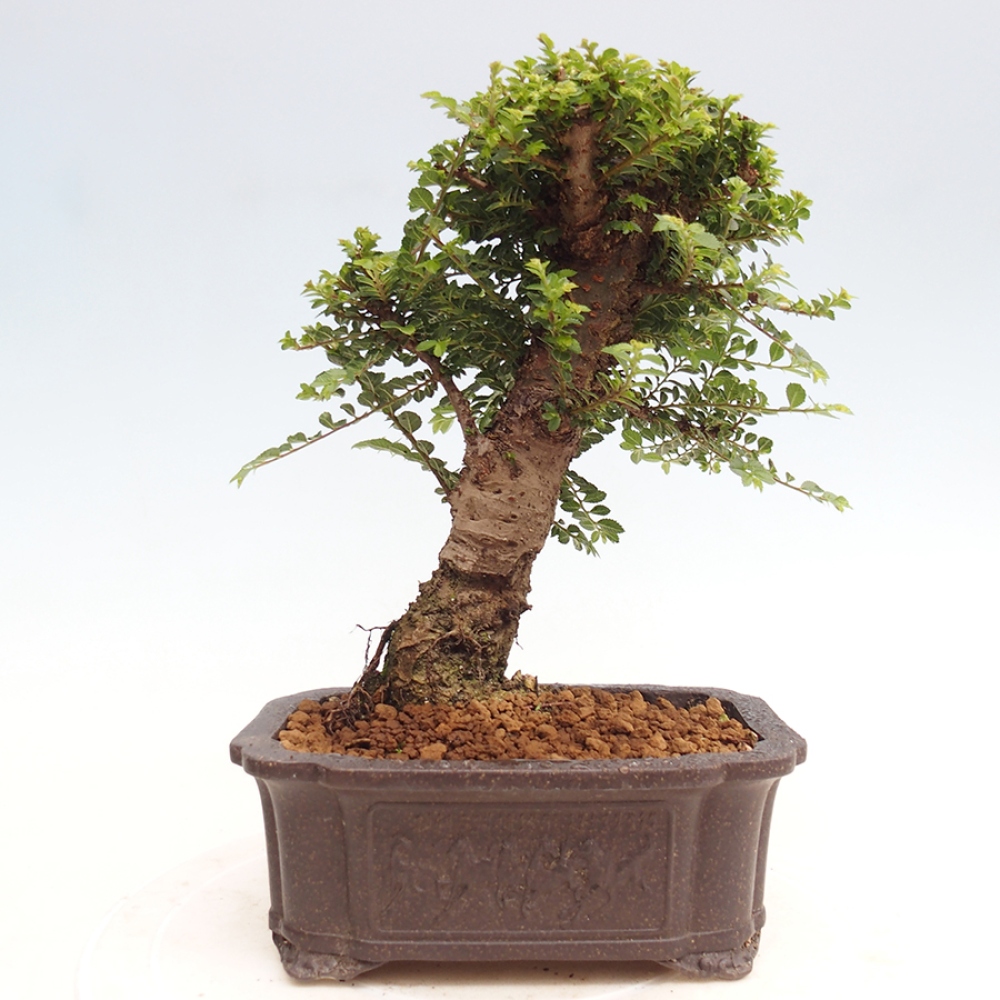 Bonsai für draußen - Ulmus parvifolia Hokkaido - Chinesische Ulme