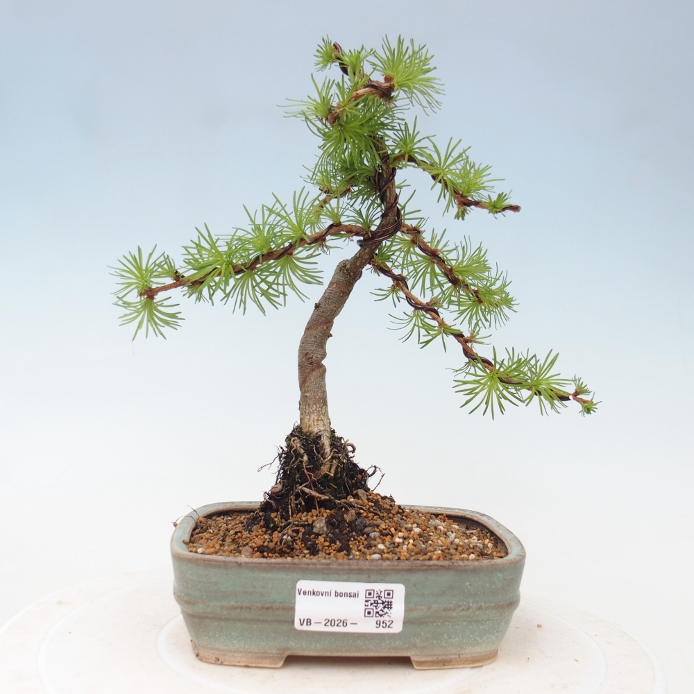 Bonsai für draußen - Larix Kaempferi - Japanische Lärche