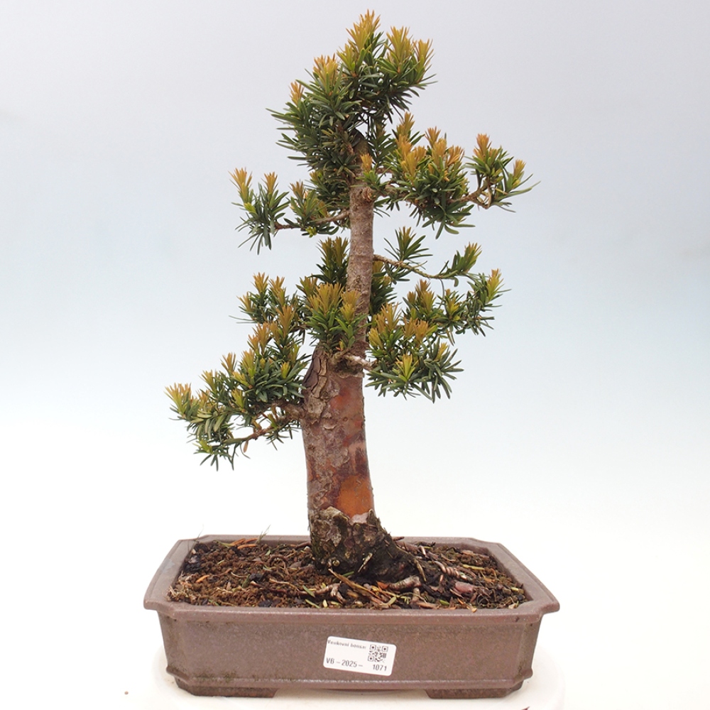 Bonsai für draußen - Taxus cuspidata - Japanische Eibe