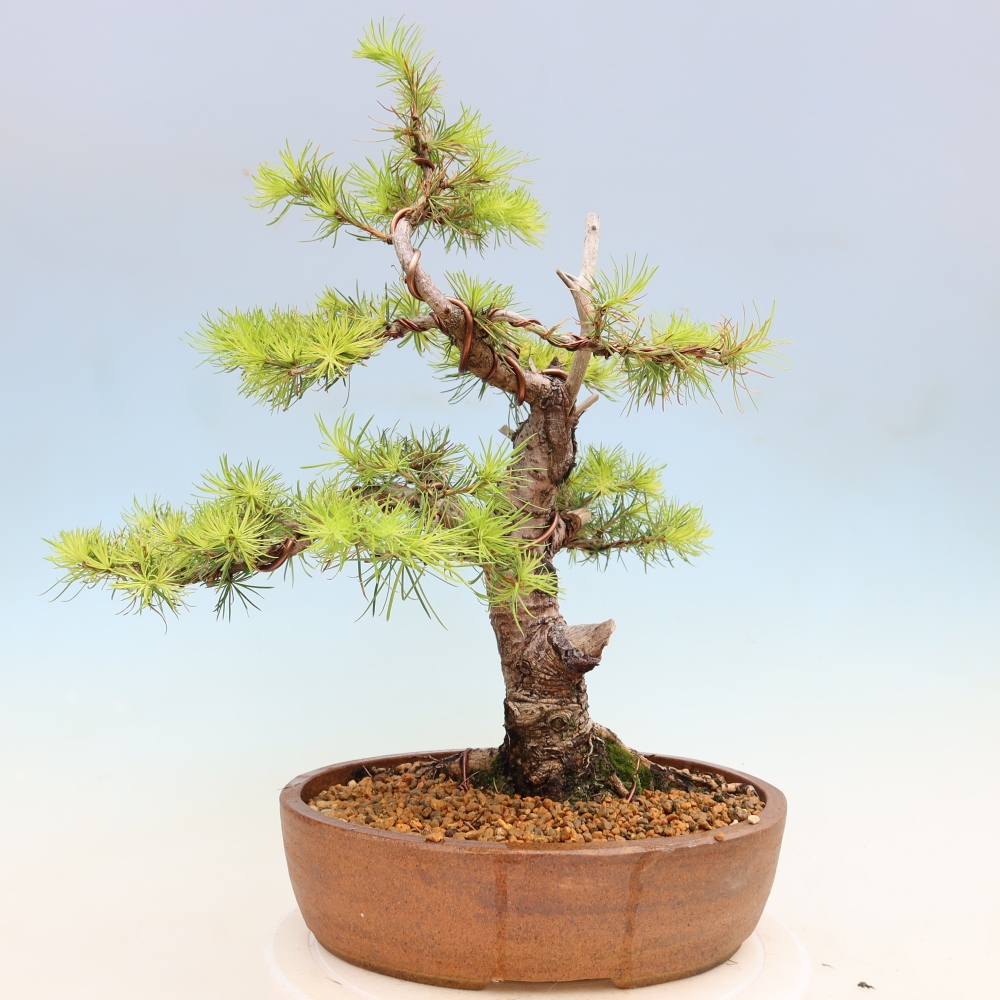 Bonsai für draußen -Larix decidua - Lärche