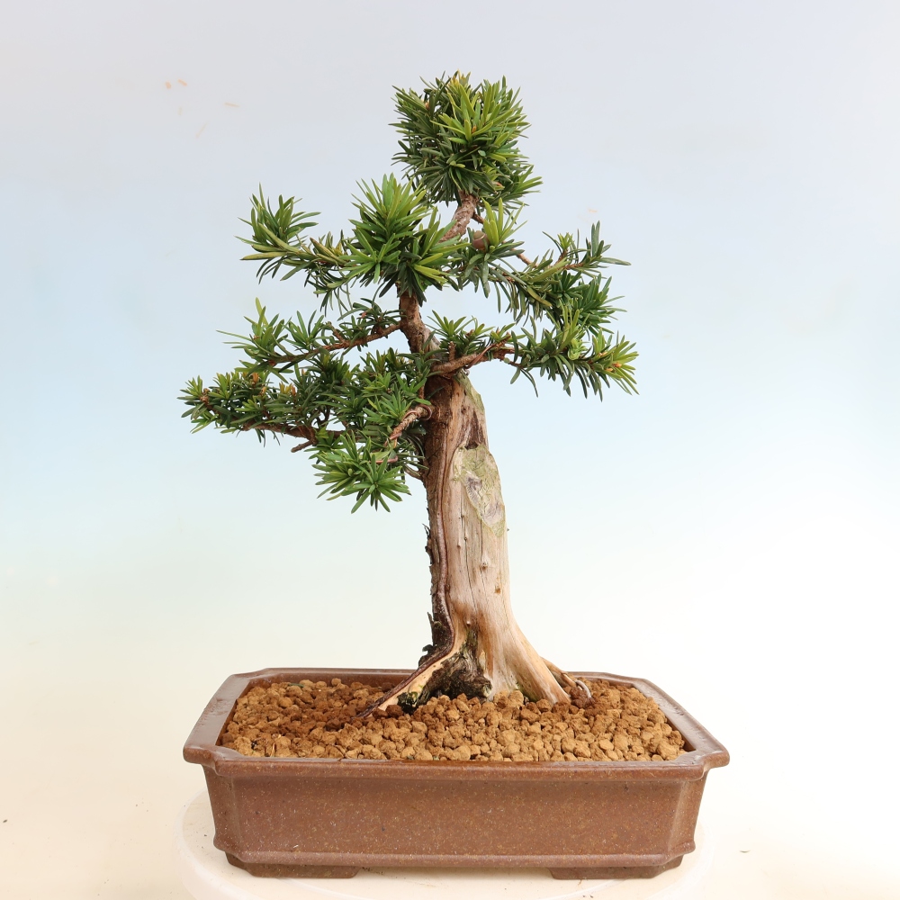 Bonsai für draußen - Taxus cuspidata - Japanische Eibe