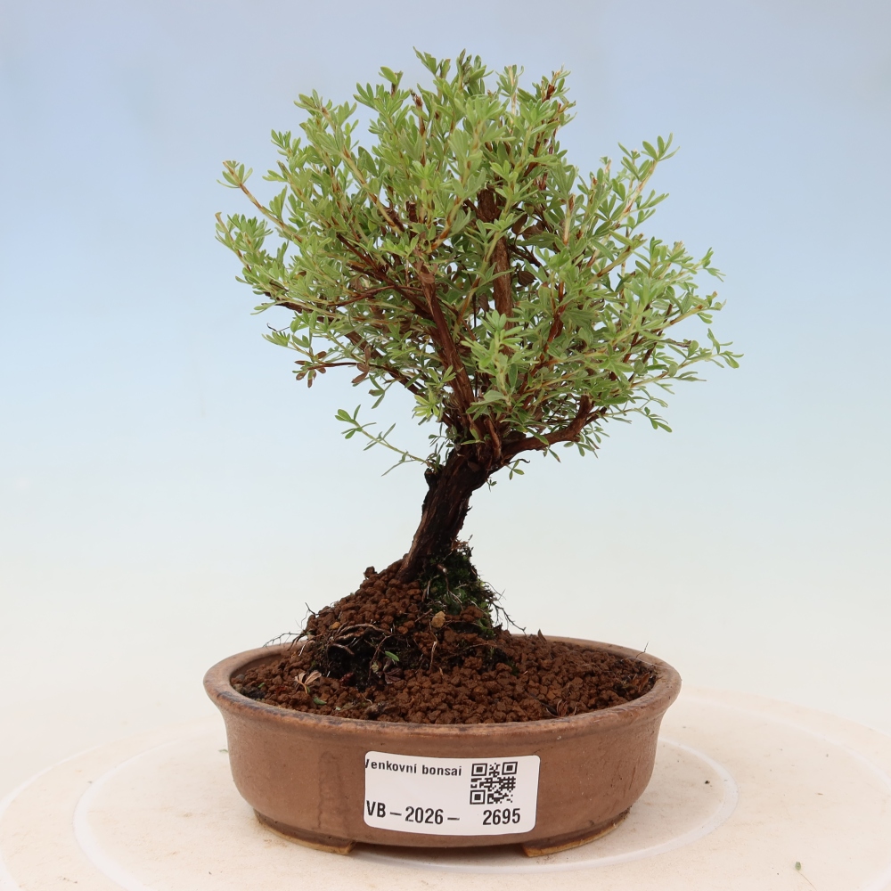 Bonsai für den Außenbereich – Strauch-Fingerkraut – Potentilla fruticosa „Goldkissen“