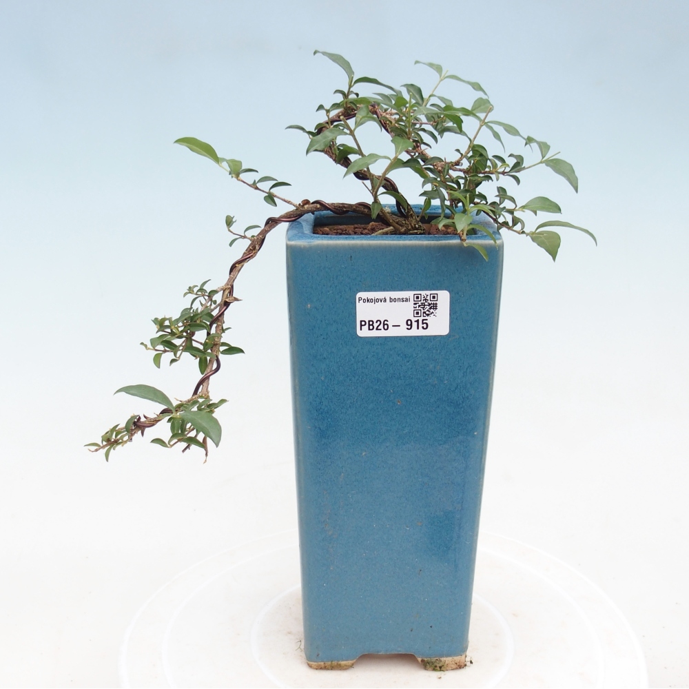 Zimmer Bonsai - Malpighia coccigera- Barbdor Kirsche