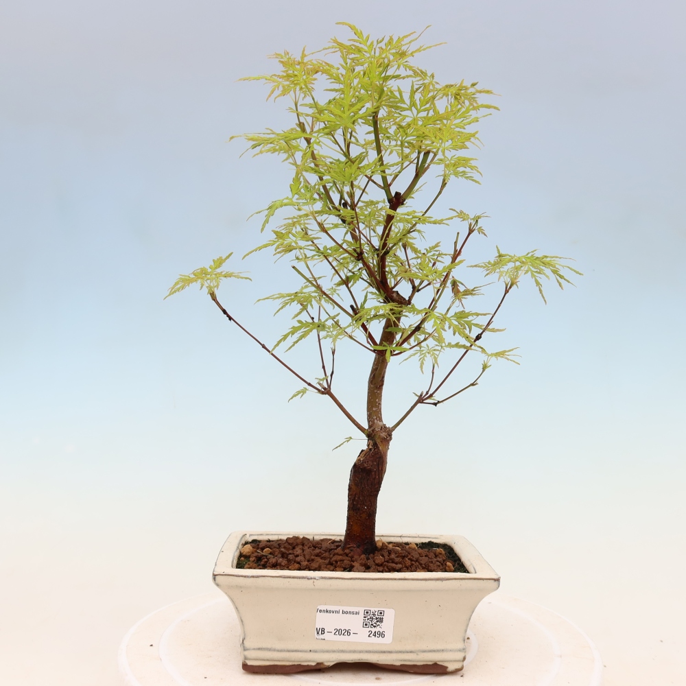 Bonsai für draußen - Acer palmatum Dissectum