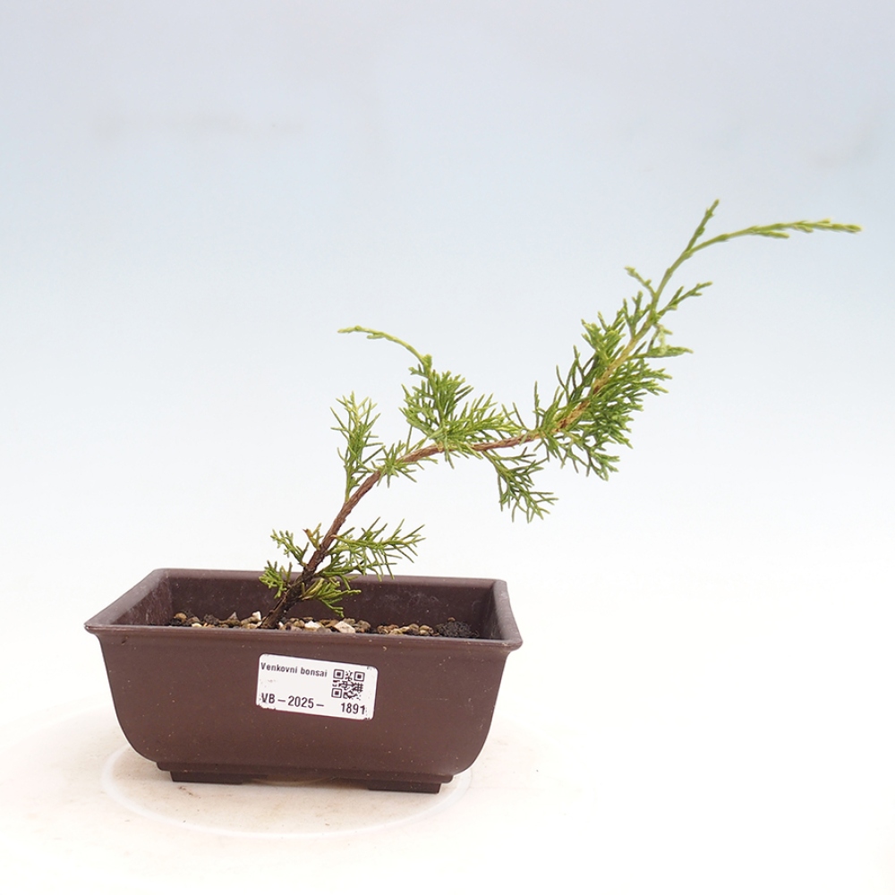 Bonsai für draußen - Juniperus chinensis Itoigawa