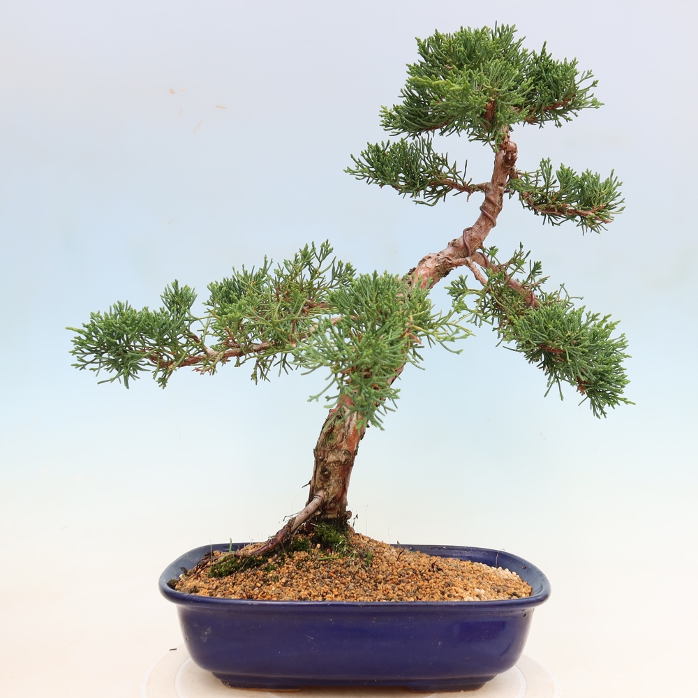 Bonsai für draußen - Juniperus chinensis Kishu
