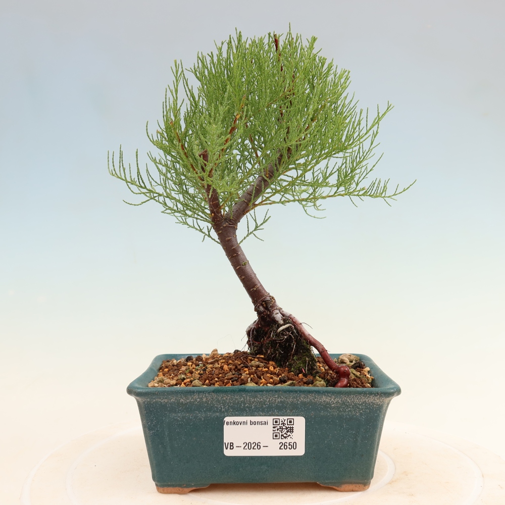 Bonsai für draußen - Tamariske - Tamarix