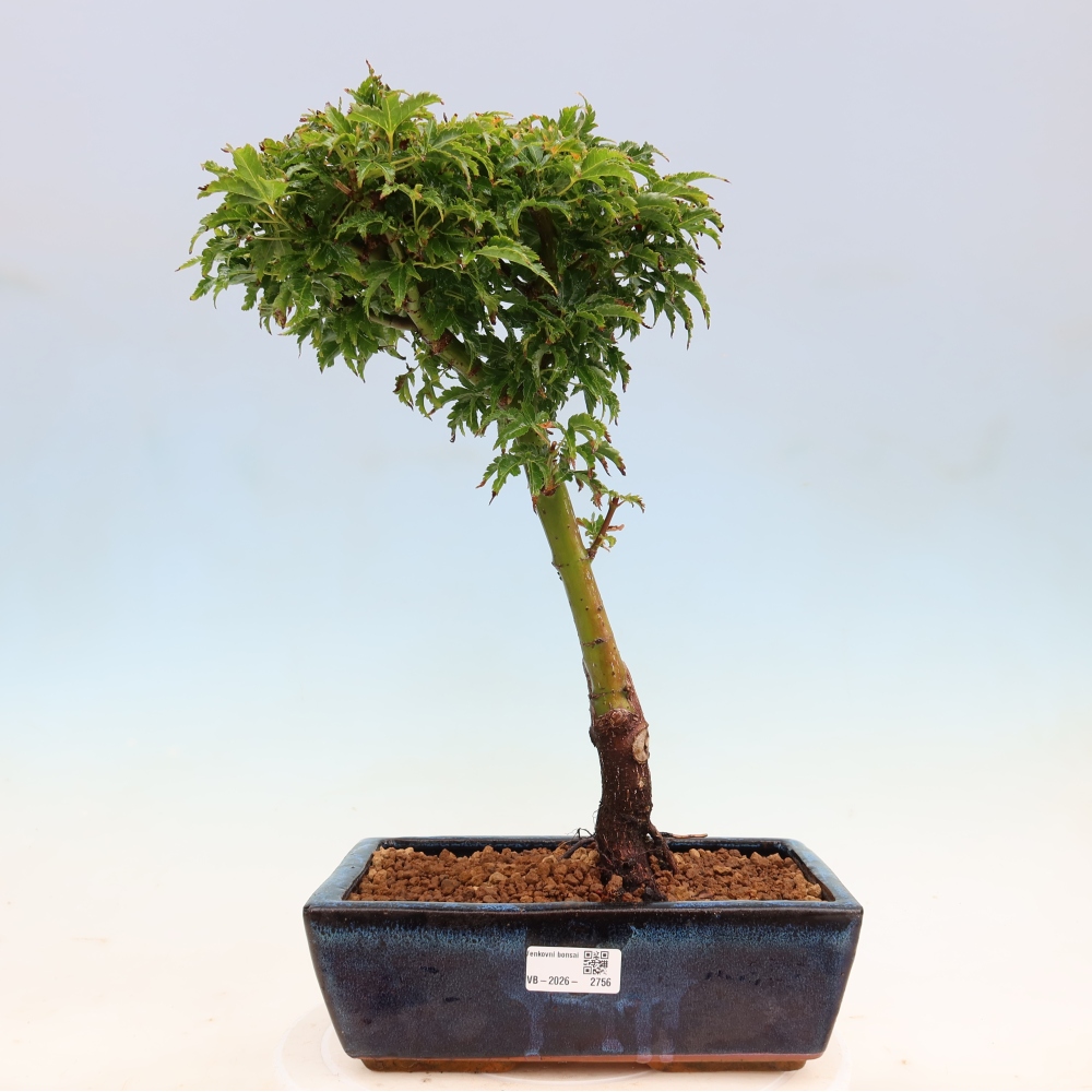 Bonsai für draußen -Javor-Palme Acer palmatum Shishigashira