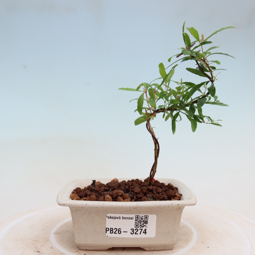 Zimmer-Bonsai-PUNICA granatum nana-Apfel-Granatapfel
