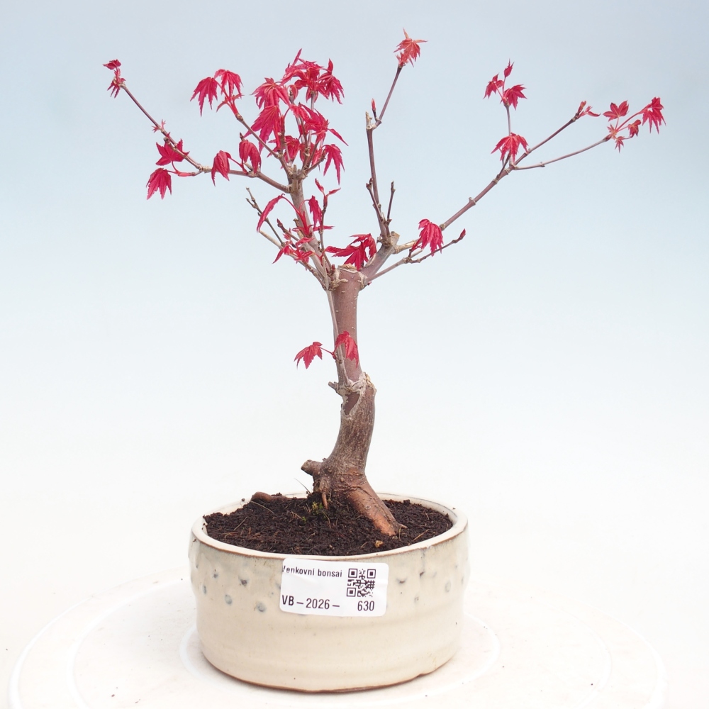 Bonsai für draußen - Acer palmatum DESHOJO