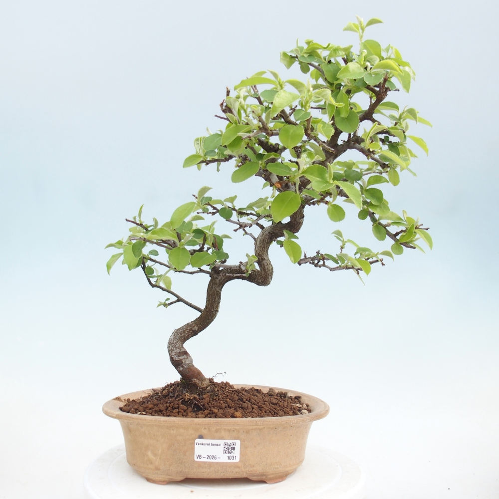 Bonsai für draußen - Chaneomeles chinensis