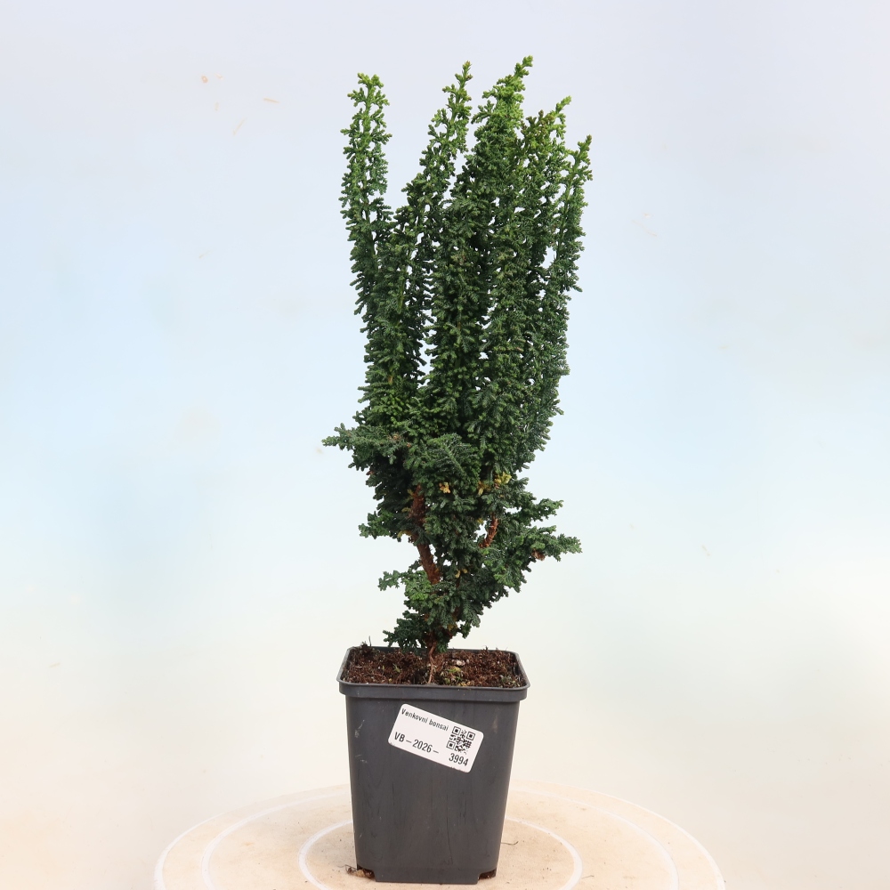 Bonsai für draußen - Cham. obtusa SEKKA HINOKI - Zypresse