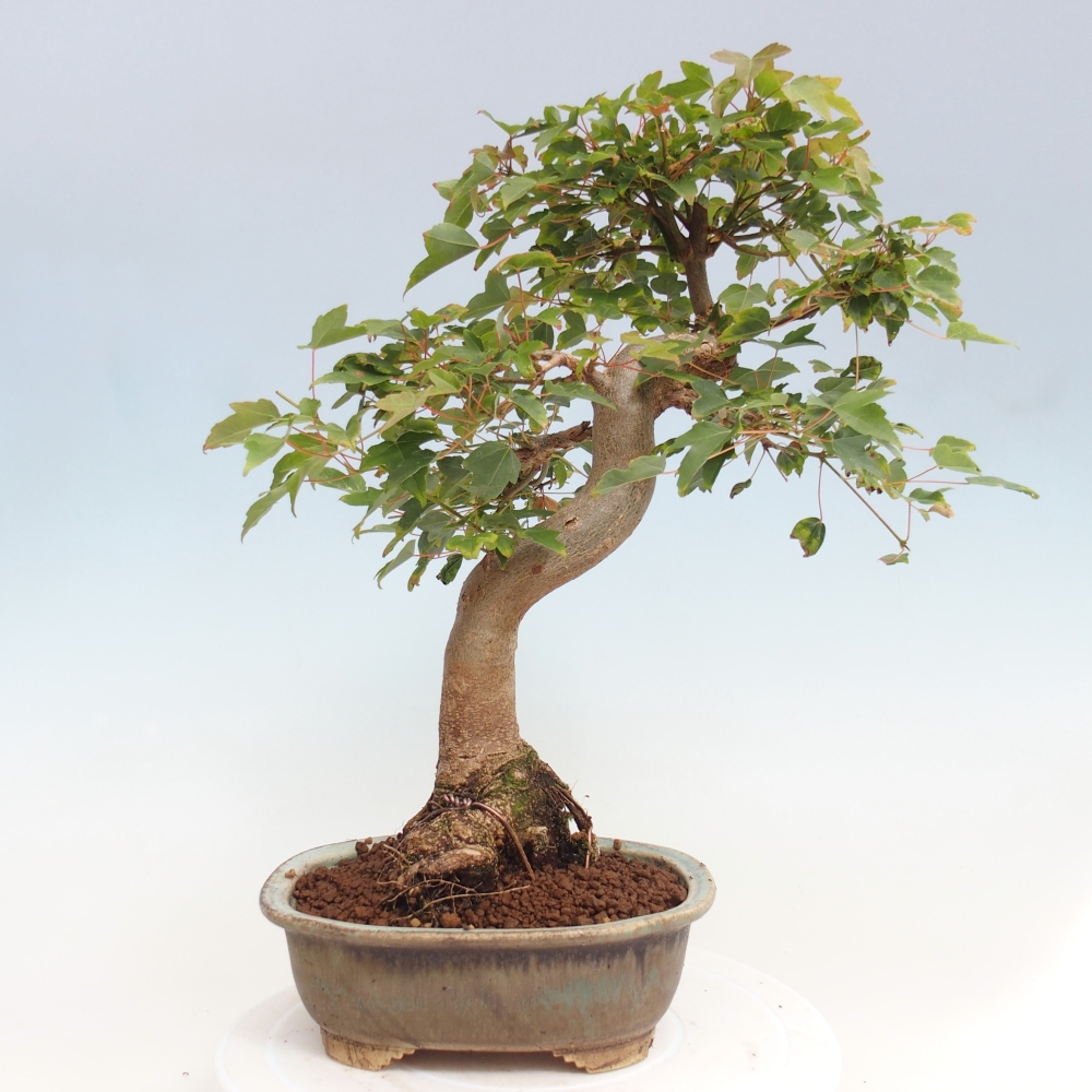 Bonsai für draußen - Acer Buergerianum - Bergahorn