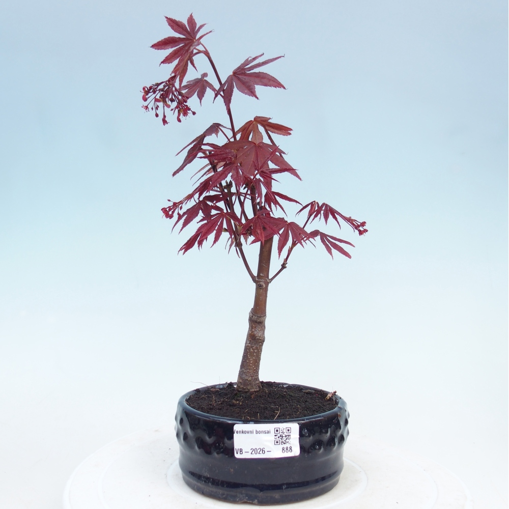 Bonsai für draußen - Acer-Palme. Atropurpureum-Javor palmate
