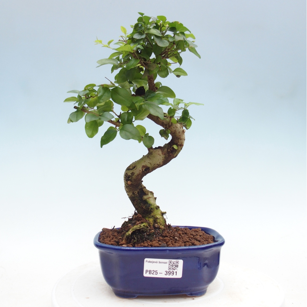 Zimmer Bonsai -Ligustrum chinensis - Vogelschnabel