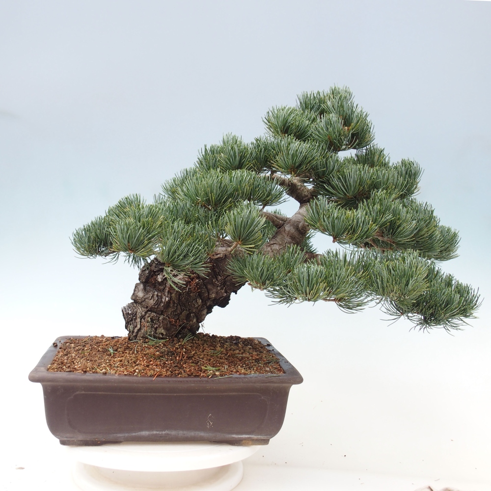 Bonsai für draußen - Pinus parviflora - Pinus parviflora