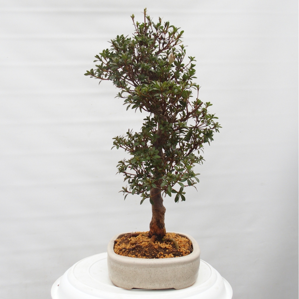 Bonsai für draußen - Japanische Azalee - Azalee Hanatsuzuri