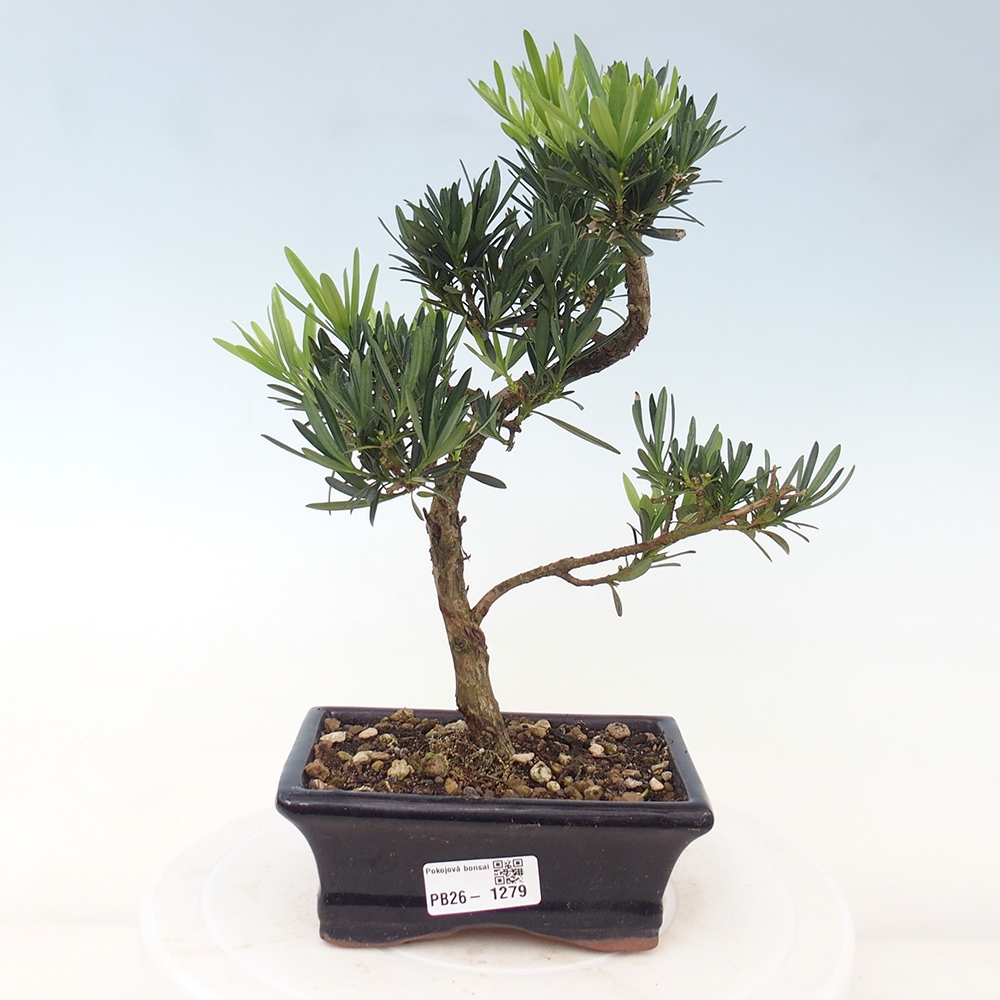 Zimmerbonsai - Podocarpus - Stein-Eibe