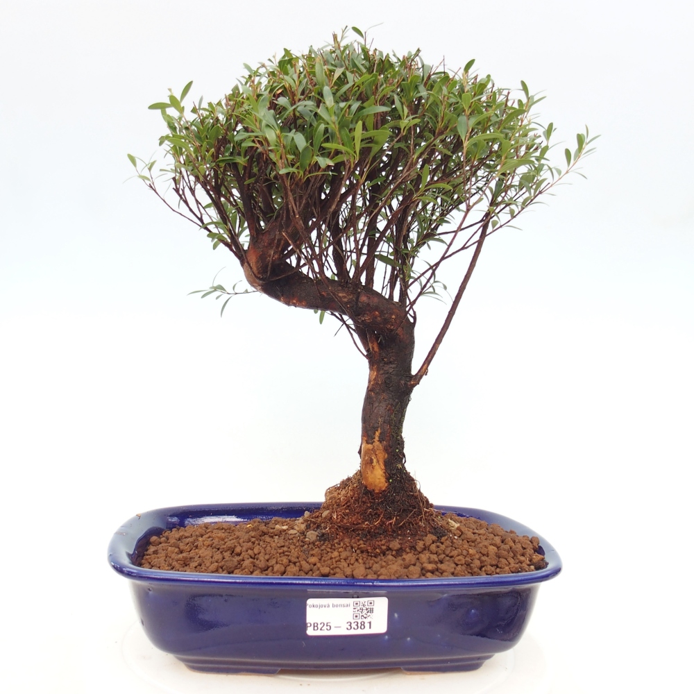 Zimmer Bonsai - Syzygium - Piment
