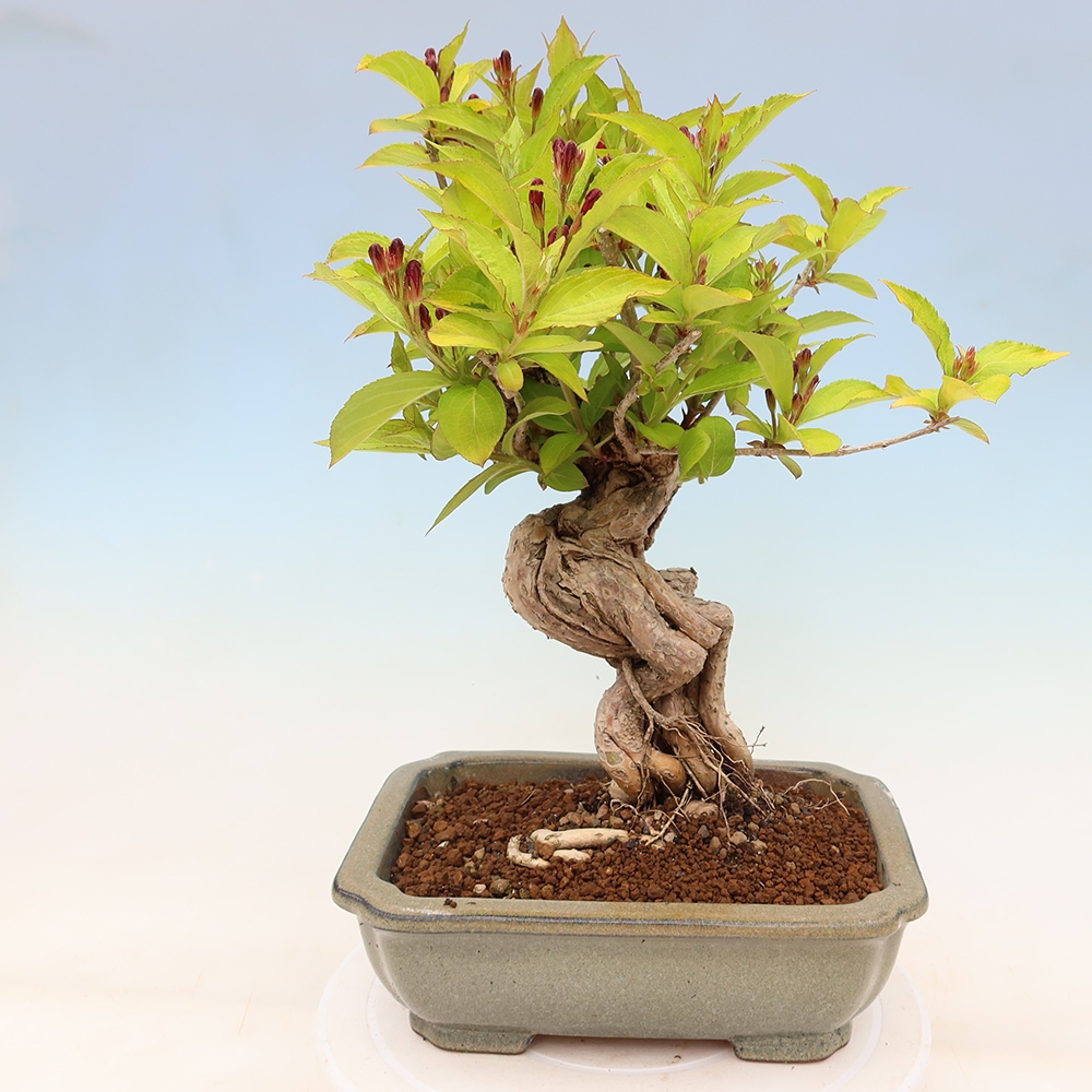 Freiland-Bonsai – Weigela subsessilis – Koreanische Weigela