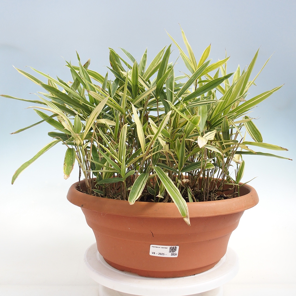 Bonsai für draußen - Sasaella masamuneana Albostriata - Bambus