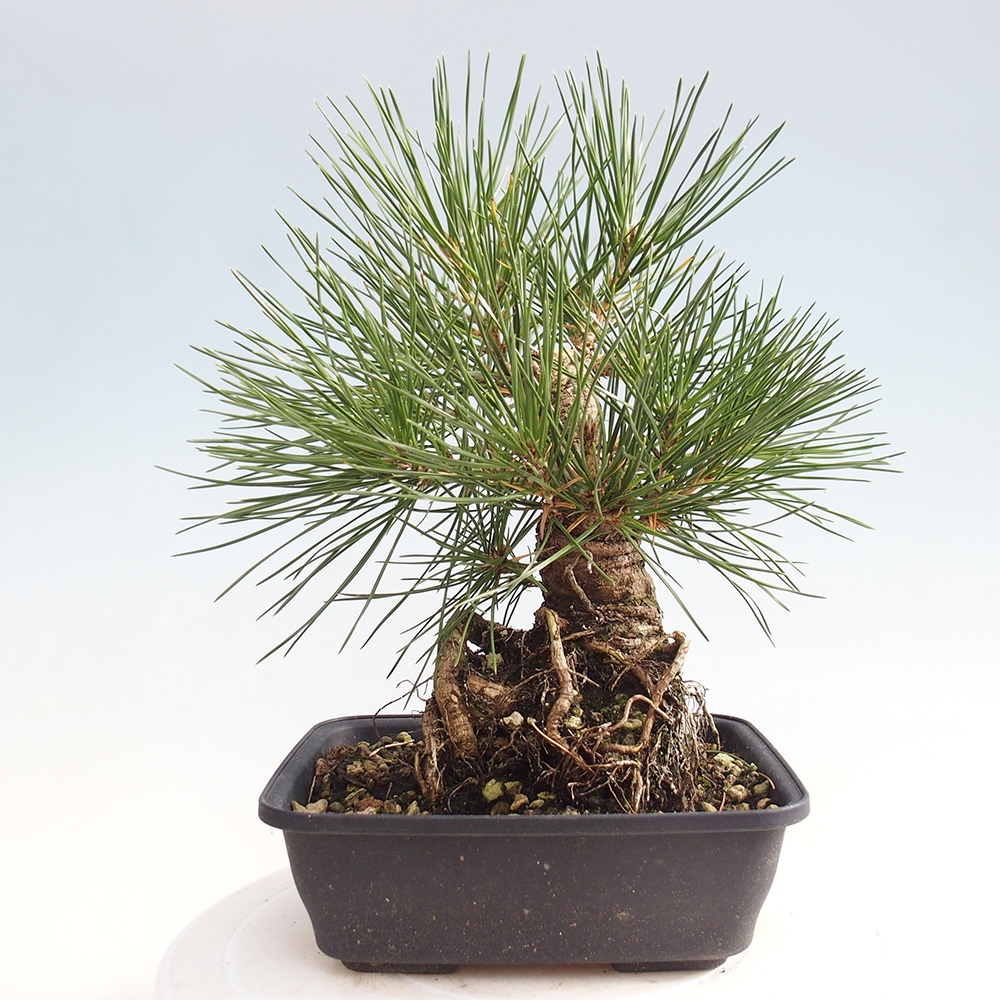 Bonsai für draußen - Pinus thunbergii - Thunberg-Kiefer