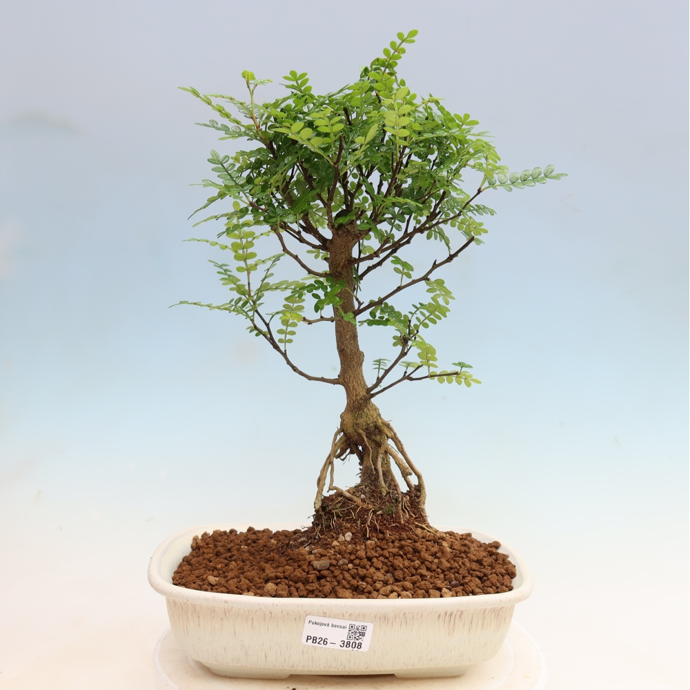 Zimmer Bonsai - Zantoxylum piperitum - Pfefferbaum